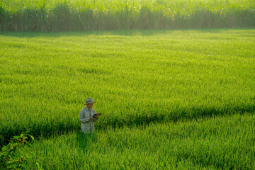male farmer holding a tablet in hand Standing in the rice fields looking for information on rice...