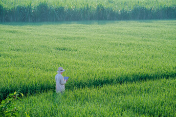 male farmer holding a tablet in hand Standing in the rice fields looking for information on rice production, Ears of rice in a rice field in Thailand.