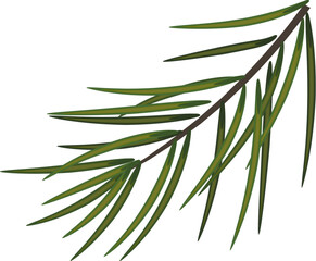 fir branch. green pine branch, close-up. Winter holiday decor. Natural holiday decorations. vector. Eps 10
