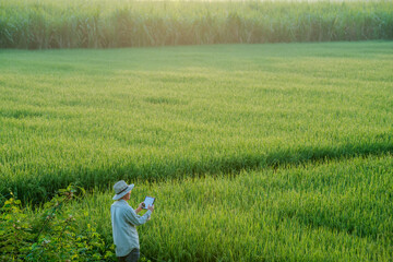 male farmer holding a tablet in hand Standing in the rice fields looking for information on rice production, Ears of rice in a rice field in Thailand.