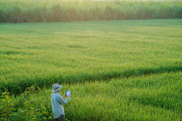 male farmer holding a tablet in hand Standing in the rice fields looking for information on rice...
