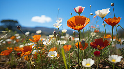 field of poppies HD 8K wallpaper Stock Photographic Image