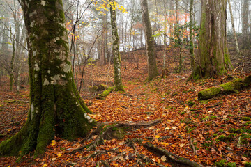 霧と晩秋の森　段戸裏谷原生林