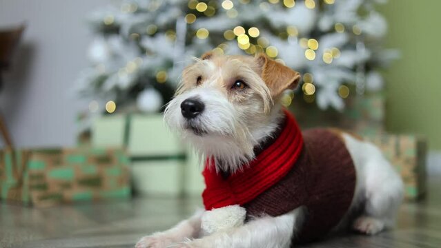Dog in a festive New Year's house. A pet in a brown sweater and a red scarf against the background of a decorated fir tree with gifts. Jack Russell Terrier greets guests. Christmas holiday concept