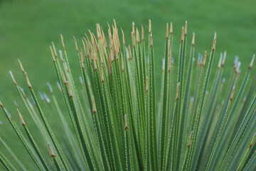 Green succulent. Green succulent texture. Tropical desert plant. Shrubs. Green pointed leaves. Texture of fresh leaves. Aloe plant. Beautiful natural fresh leafs