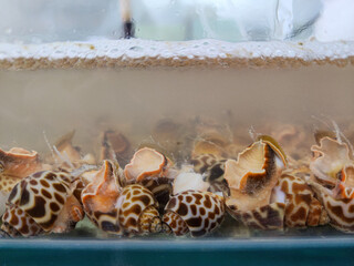 flower sea snail or kerang macan