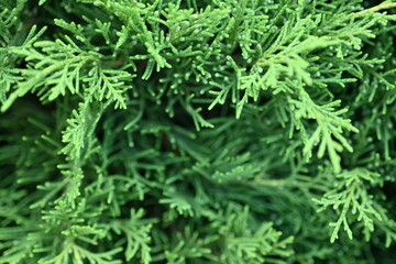 green branches of thuja close-up, green branches of evergreen tree macro, background green juniper branches texture ripe blue berries close-up gradient turquoise color fragrant spice in nature	
