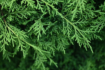 green branches of thuja close-up, green branches of evergreen tree macro, background green juniper branches texture ripe blue berries close-up gradient turquoise color fragrant spice in nature	
