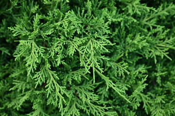 green branches of thuja close-up, green branches of evergreen tree macro, background green juniper...