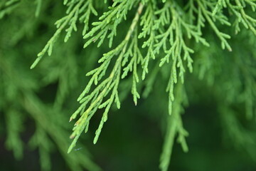 macro green juniper branch, 