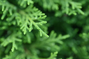 macro green juniper branch, 