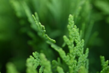 macro green juniper branch, 