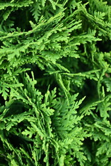 green branches of thuja close-up, green branches of evergreen tree macro, background green juniper branches texture ripe blue berries close-up gradient turquoise color fragrant spice in nature	
