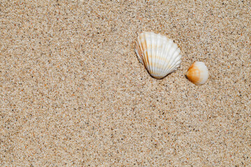 Flaps of seashells on yellow beach sand, close-up, top view