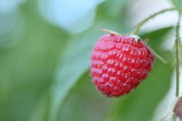 close-up of a raspberry berry, a raspberry berry growing on a bush 
