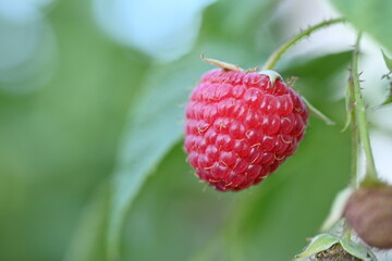 close-up of a raspberry berry, a raspberry berry growing on a bush 
