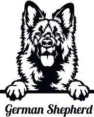 German Shepherd - Color Peeking Dogs - breed face head isolated on white