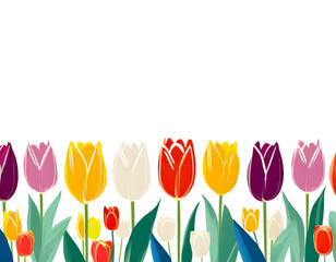 Tulips in a row at the bottom of the picture with a white background