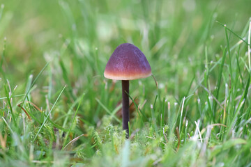 Cucumber Cap, Macrocystidia cucumis, wild mushroom from Filnland