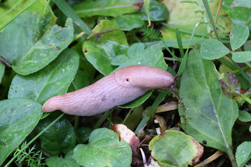 Arctic field slug, Deroceras agreste, alsoi known as arctic field slug, field slug or milky slug