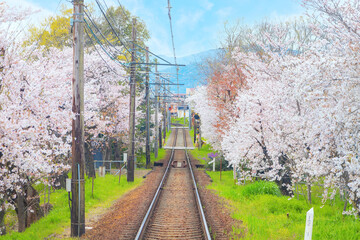 Kyoto, Japan - March 31 2023: Keifuku Tram is operated by Keifuku Electric Railroad. It consists of two tram lines and it's one of the best cherry blossom spots in the west of Kyoto city - 679124615