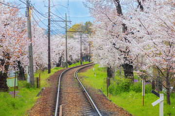 Fototapeta premium Kyoto, Japan - March 31 2023: Keifuku Tram is operated by Keifuku Electric Railroad. It consists of two tram lines and it's one of the best cherry blossom spots in the west of Kyoto city