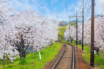 Kyoto, Japan - March 31 2023: Keifuku Tram is operated by Keifuku Electric Railroad. It consists of two tram lines and it's one of the best cherry blossom spots in the west of Kyoto city - obrazy, fototapety, plakaty