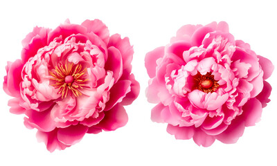 Peony flowers on a transparent background