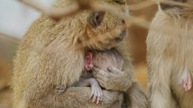 A Newborn vervet monkey (Chlorocebus pygerythrus) teasing her mother. 