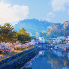 Kyoto, Japan - April 1 2023: Prefectural Uji Park with full bloom cherry blossom is the symbol of Uji City with beautiful landscape of the town and provides opportunities for repose and recreation