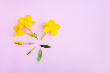 Flower of golden trumpet, yellow allamanda, Allamanda cathartica with Green leaves on pink background, Yellow flower blooming