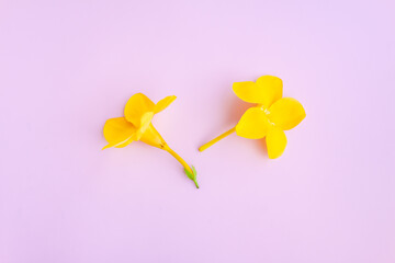 Flower of golden trumpet, yellow allamanda, Allamanda cathartica on pink background, Yellow flower blooming