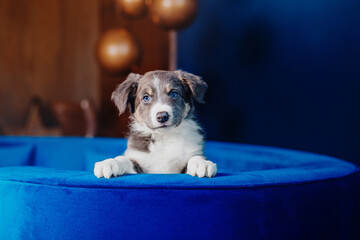 Adorable Border Collie Puppy Relaxing at Home