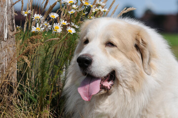 herd protection, dog great pyrenees lying in the field and guard - 679132428