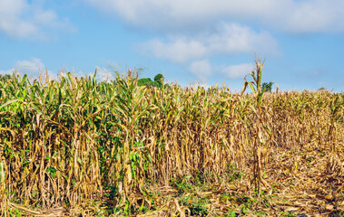 corn field during harvest and blue sky,Dry corn fields ready for harvest