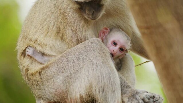 A Newborn vervet monkey (Chlorocebus pygerythrus) Sucking nipples of his mother. 