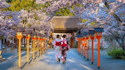 Young Japanese woman in traditional Kimono dress strolls at  Hirano-jinja Shrine during full bloom...
