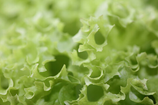 Green fresh cultivated lettuce salad leaves close up foliage texture bio nature wallpaper big size high quality instant stock photography printings