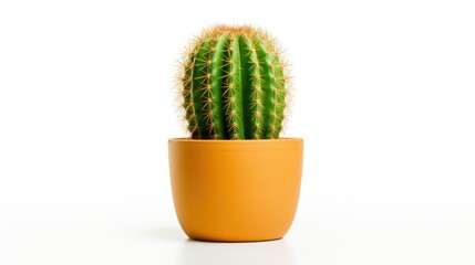 Cactus in pot isolated on white