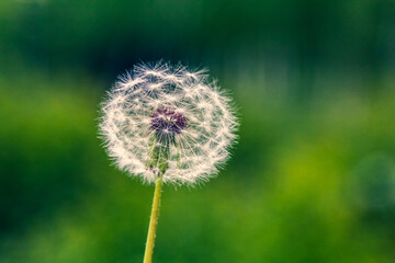 Light airy white dandelion flower