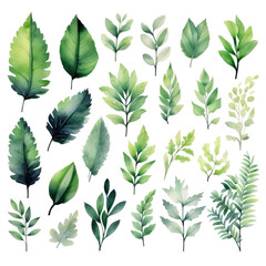 Fototapeta na wymiar Set of tropical leaves isolated on a transparent or white background, png