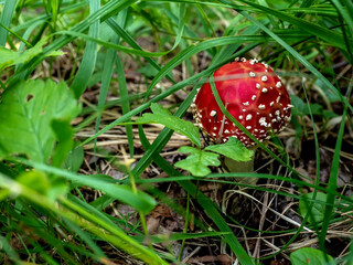 red fly agaric in the forest with a round hat, among fallen needles and leaves