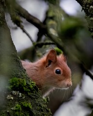 Eichhörnchen im Baum, guckt hinterm Ast hervor, verstecktes Eichhörnchen