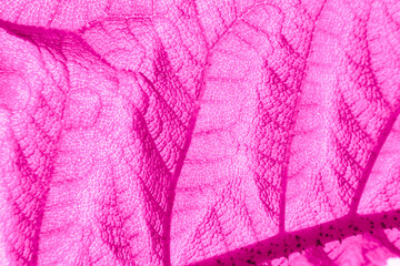 Fototapeta premium Texture rose, feuille en plan rapproché, évènement type St Valentin ou Octobre rose pour arrière-plan