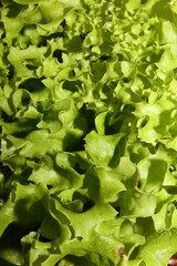 Green fresh cultivated lettuce salad leaves close up foliage texture bio nature wallpaper big size high quality instant stock photography printings