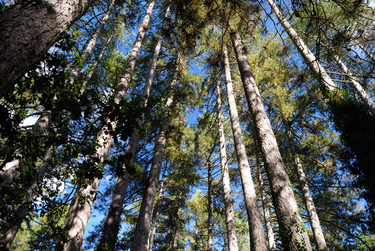 Veduta della foresta Fiorentini