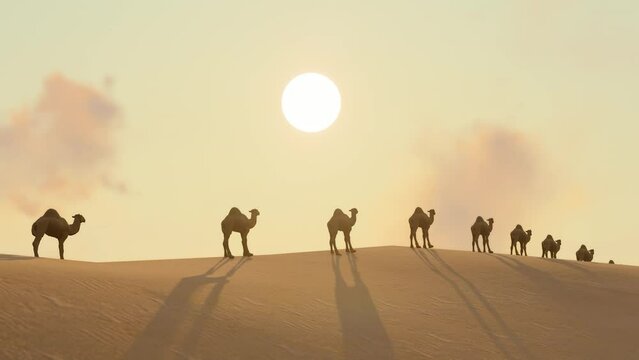 Desert camel team silhouette at sunset