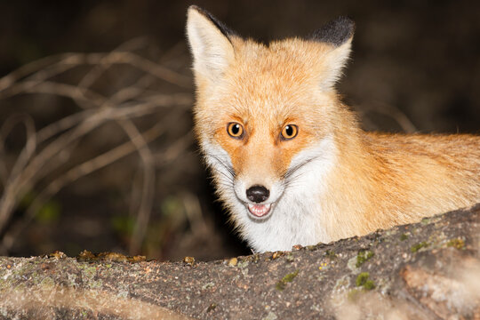 fox close-up portrait at dusk feeding on a feeding trough