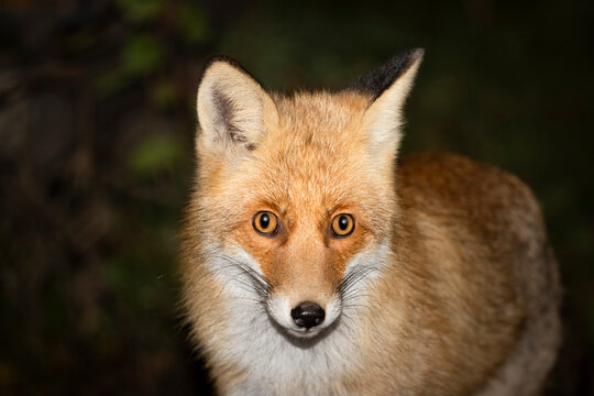fox close-up portrait at dusk