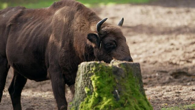 Wildlife - European Bison in Super Slow Motion 4K 120fps